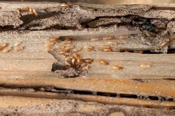 Wasp Removal Services in New Llano, LA